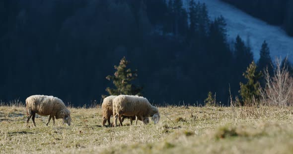 A Group of Sheep Grazing on a Dry Grass Field