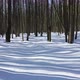 Flying in winter forest covered with fresh snow between trees. - VideoHive Item for Sale