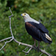 African fish eagle (Haliaeetus vocifer) - PhotoDune Item for Sale