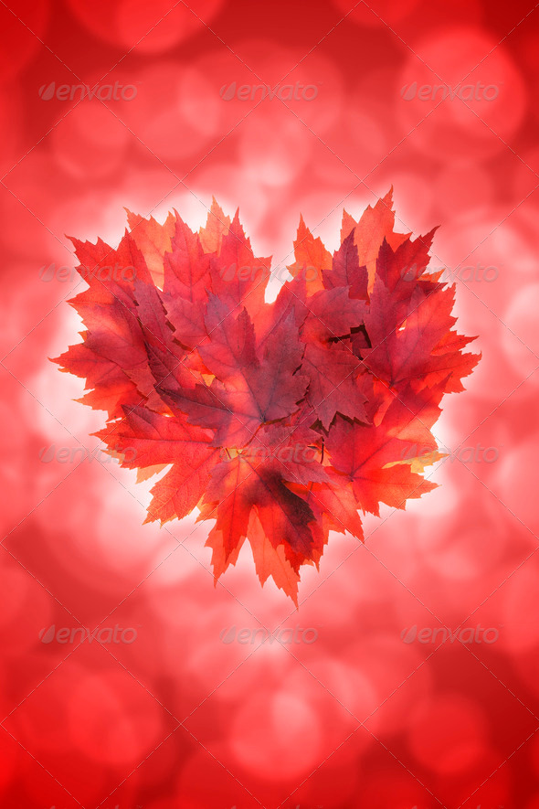 Heart Shape Maple Leaves Red Background