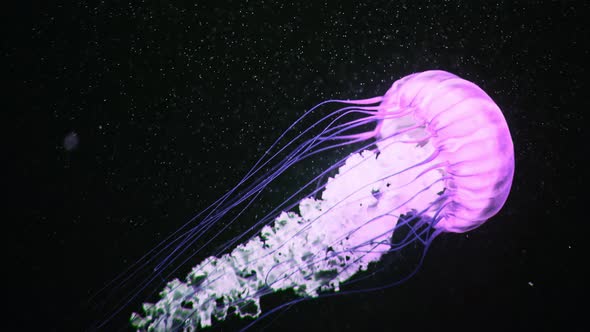 Amazing Pink Jellyfish Swimming Process Details Shot of Swimming Underwater on Dark Background alt