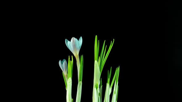 Timelapse of Several Violet Crocuses Flowers Grow Blooming and Fading on Black Background alt