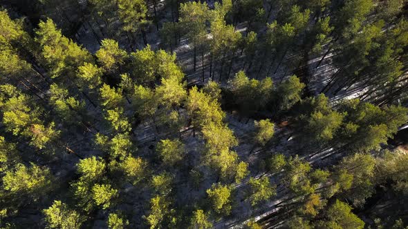 Aerial Shooting of a Pine Forest in Autumn