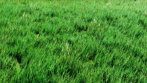 Garden Grass Field Nature Background alt