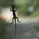 Lizard On Window Screen - VideoHive Item for Sale