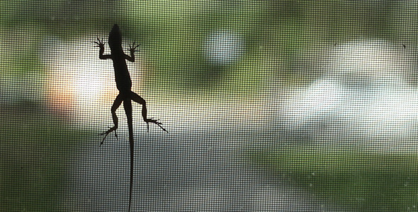 Lizard On Window Screen