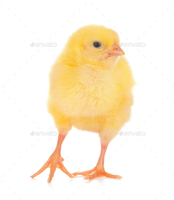 Cute little chicken isolated on white background Stock Photo by ...