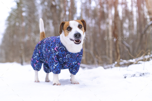 Portrait of a funny Jack russell terrier dog dressed in a suit. Clothes for pets Stock Photo by duryaginanatalia