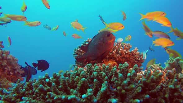 Underwater Sea World Life alt