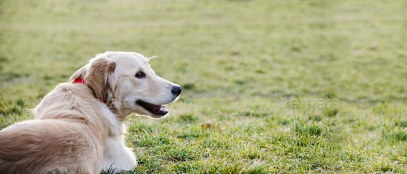 Closeup portrait of golden retriever lying in the grass - Stock Photo - Images