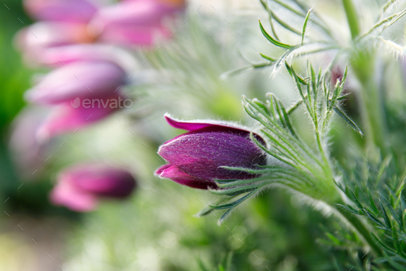 spring bright purple Pasqueflower ( Pulsatilla vernalis) with fluffy steams blooming - Stock Photo - Images