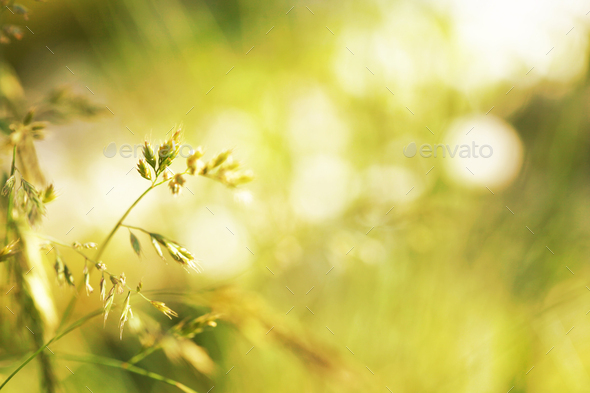 Blur Soft focus Green light Nature background. Stock Photo by  LiliiaRudchenko