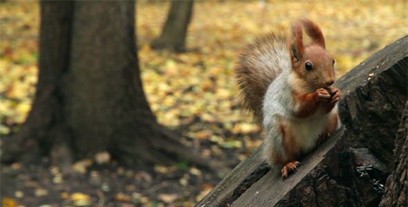Squirrel In A Park