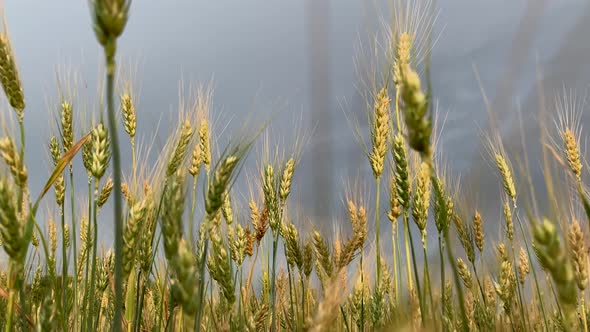 Spikelets of Wheat on a Large Field in Cloudy Summer Day.