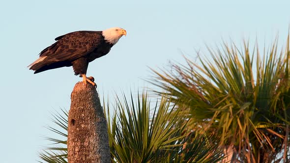 A Bald Eagle Video Clip alt