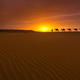 Camel caravan in the desert on a sand dune at sunset - PhotoDune Item for Sale