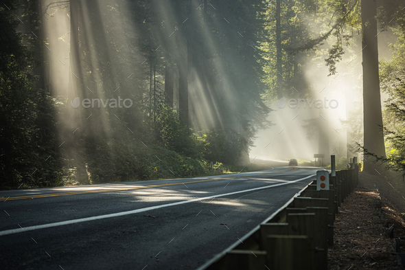 Foggy Morning Sunlight Rays on the California Redwood Highway - Stock Photo - Images