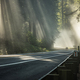 Foggy Morning Sunlight Rays on the California Redwood Highway - PhotoDune Item for Sale