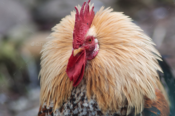 Close-up of a rooster with raised neck feathers - Stock Photo - Images