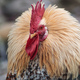Close-up of a rooster with raised neck feathers - PhotoDune Item for Sale