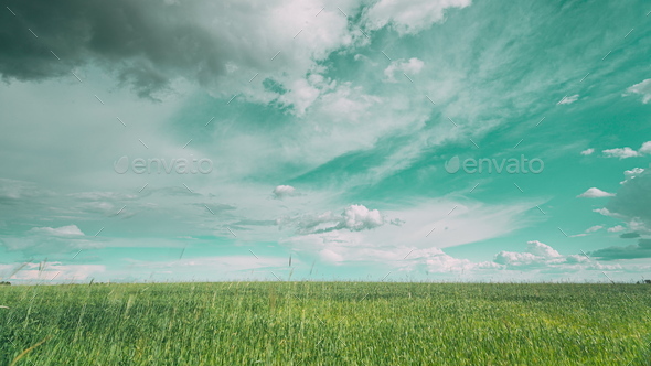 light green fields landscape