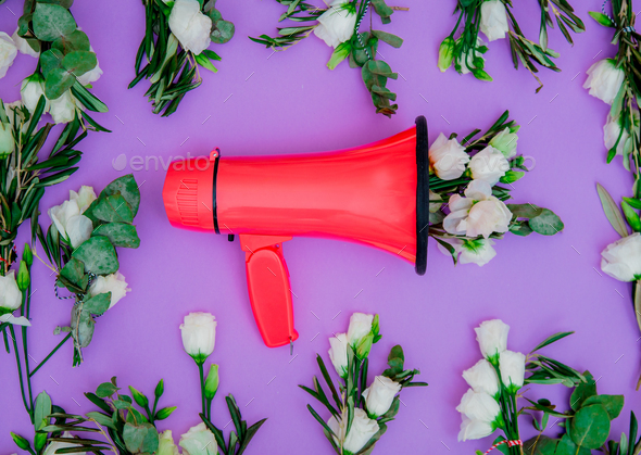 Red megaphone and white roses on purle background. - Stock Photo - Images