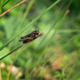 Grasshopper on a green background - PhotoDune Item for Sale