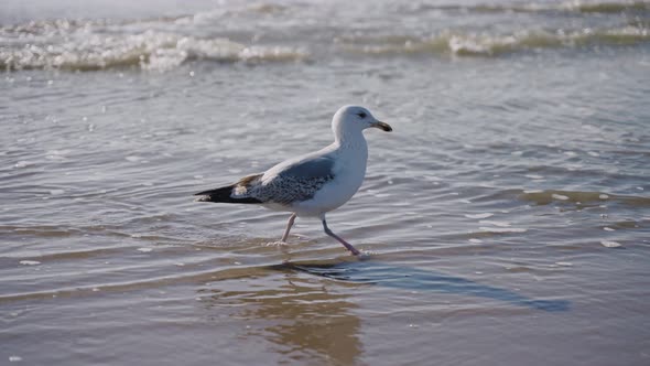 Seagull Walking Along Sea Water Waves on Sandy Beach on a Sunny Day