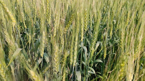 Green Wheat Field