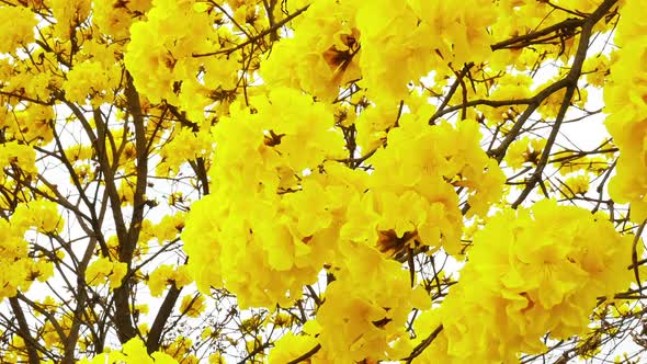 Tabebuia Flower Blossom in the Garden alt