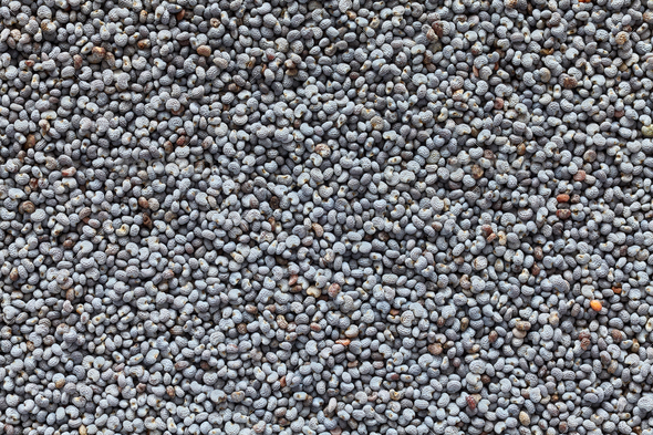 Blue poppy seeds - Stock Photo - Images