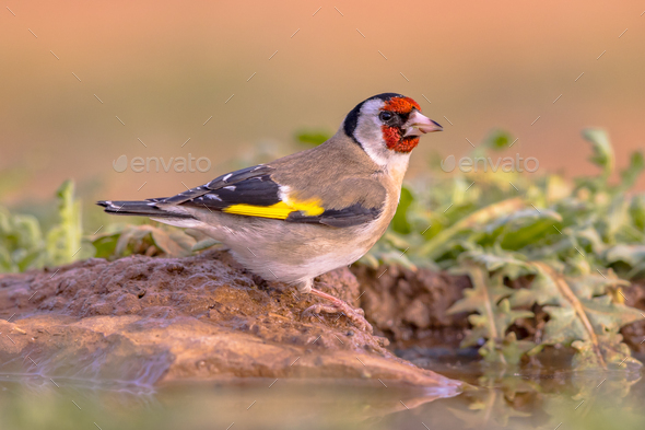 European goldfinch Perched in Green Vegetation - Stock Photo - Images