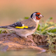European goldfinch Perched in Green Vegetation - PhotoDune Item for Sale
