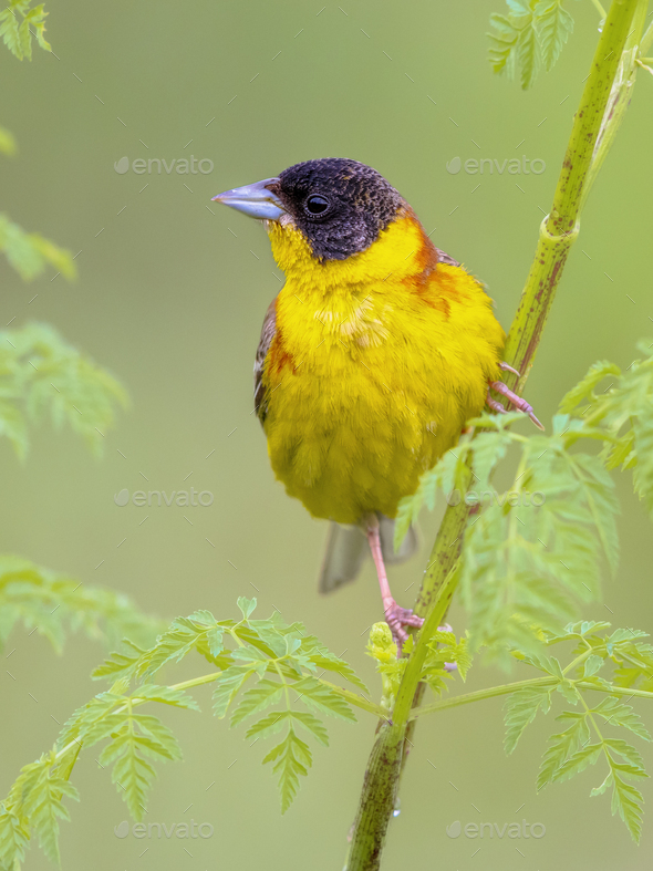 Black Headed Bunting perched in herb in breeding habitat - Stock Photo - Images