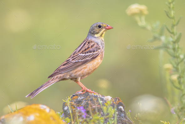 Ortolan Bunting Perched in Stone - Stock Photo - Images