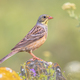 Ortolan Bunting Perched in Stone - PhotoDune Item for Sale