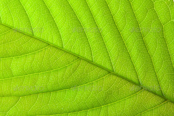 green leaf - Stock Photo - Images