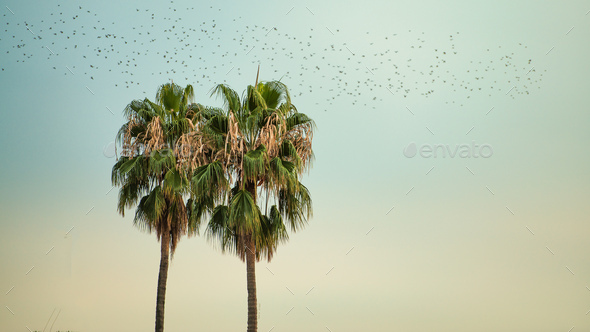 Two neighboring palm trees with birds in migration - Stock Photo - Images
