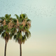 Two neighboring palm trees with birds in migration - PhotoDune Item for Sale
