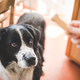Portrait of dog staring at owners hand and dog biscuit - PhotoDune Item for Sale