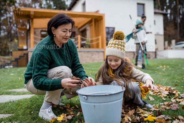 Happy little girl with grandmother picking up leaves and putting them in bucket in garden in autumn