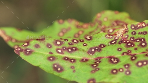 Plant leaf damaged by a fungus. Mycosphaerellaceae are a family of sac fungi. They affect many - Stock Photo - Images