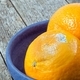 Moldy Orange in a Bowl - PhotoDune Item for Sale