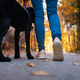 Low angle view of a woman walking with her dogs through autumn forest - PhotoDune Item for Sale