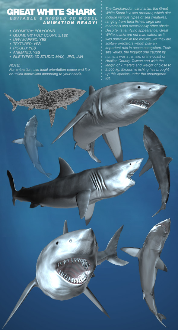 Great White Shark - 3Docean 113836