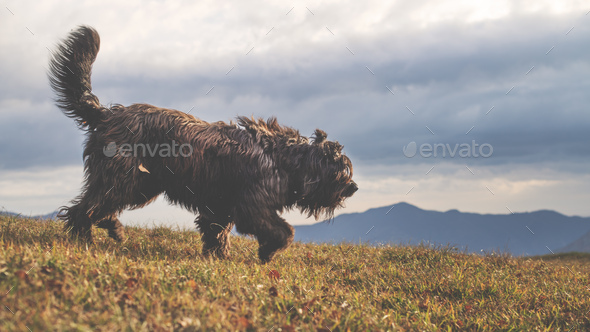 Large shepherd dog bergamascoin a meadow - Stock Photo - Images