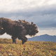 Large shepherd dog bergamascoin a meadow - PhotoDune Item for Sale