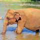 Elephant on Sri Lanka - PhotoDune Item for Sale