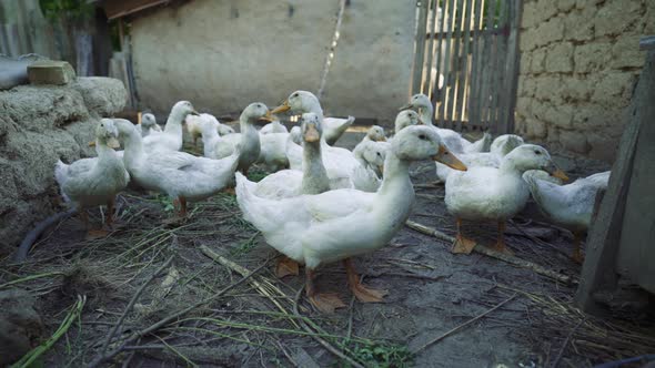 Dirty white ducks quack and walk around the enclosure on the farm. Raising poultry alt