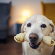 Candid look of happy dog with chewing bone - PhotoDune Item for Sale